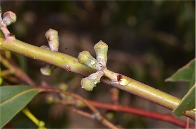 APII jpeg image of Eucalyptus glaucescens  © contact APII