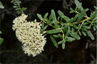 APII jpeg image of Ozothamnus cuneifolius  © contact APII