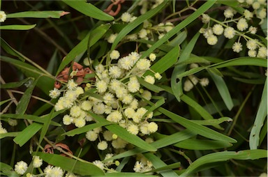 APII jpeg image of Acacia melanoxylon  © contact APII