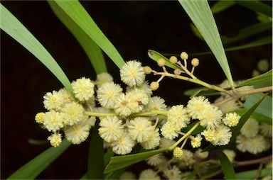 APII jpeg image of Acacia melanoxylon  © contact APII