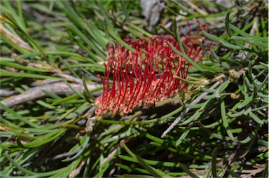 APII jpeg image of Grevillea concinna x rigida subsp. distans  © contact APII