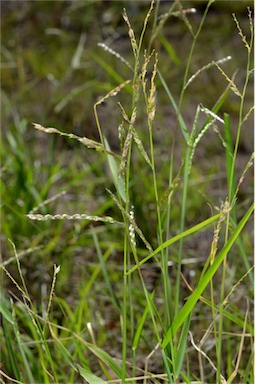 APII jpeg image of Eriochloa pseudoacrotricha  © contact APII