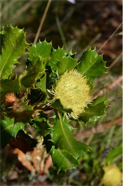 APII jpeg image of Banksia obovata  © contact APII