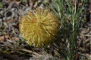 APII jpeg image of Banksia sphaerocarpa var. sphaerocarpa  © contact APII