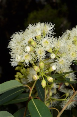 APII jpeg image of Corymbia clarksoniana  © contact APII