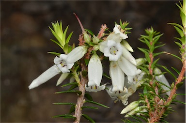 APII jpeg image of Epacris impressa  © contact APII