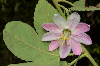 APII jpeg image of Passiflora tarminiana  © contact APII