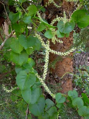 APII jpeg image of Anredera cordifolia  © contact APII