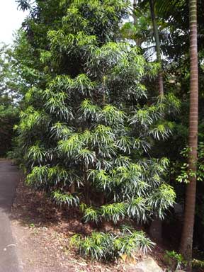 APII jpeg image of Podocarpus grayae  © contact APII