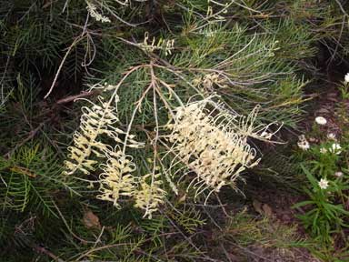 APII jpeg image of Grevillea 'Ivory Whip'  © contact APII