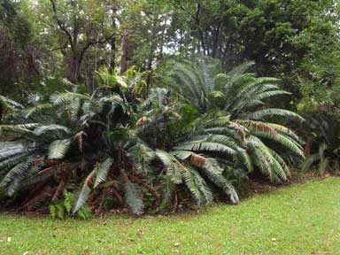 APII jpeg image of Lepidozamia peroffskyana  © contact APII