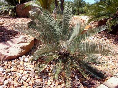 APII jpeg image of Cycas cairnsiana  © contact APII