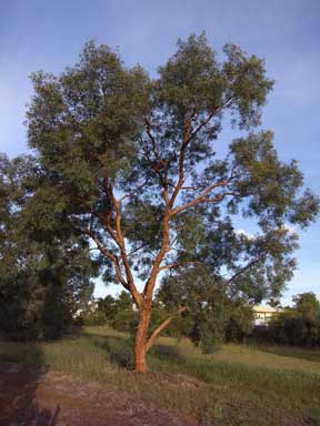 APII jpeg image of Corymbia leichhardtii  © contact APII