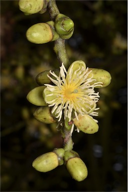 APII jpeg image of Wodyetia bifurcata  © contact APII