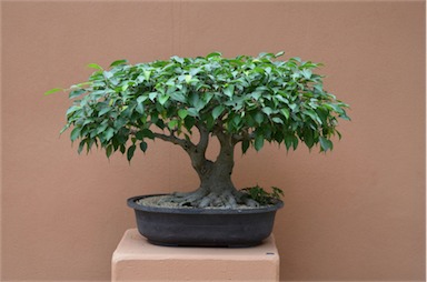 APII jpeg image of Ficus benjamina  © contact APII