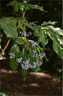 APII jpeg image of Mackinlaya macrosciadea  © contact APII