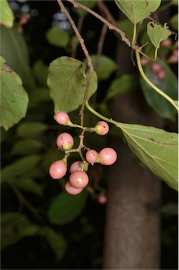 APII jpeg image of Cordia dichotoma  © contact APII