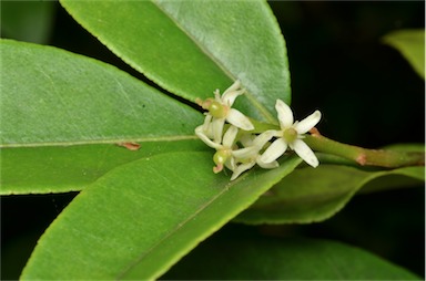 APII jpeg image of Zanthoxylum ovalifolium  © contact APII