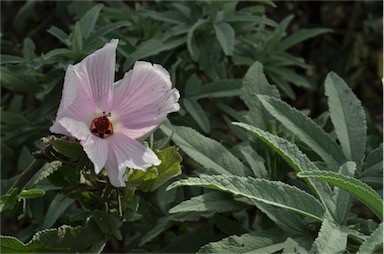 APII jpeg image of Hibiscus sp. Barambah Creek (P.Grimshaw+ PG2484)  © contact APII