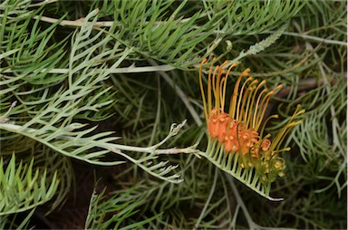 APII jpeg image of Grevillea 'Tango'  © contact APII