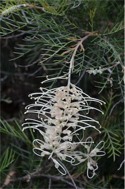 APII jpeg image of Grevillea 'Ivory Whip'  © contact APII