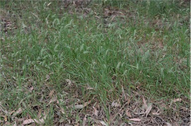 APII jpeg image of Echinopogon nutans  © contact APII