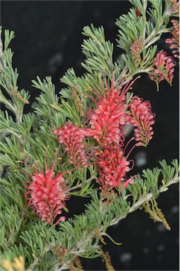 APII jpeg image of Grevillea preissii  © contact APII