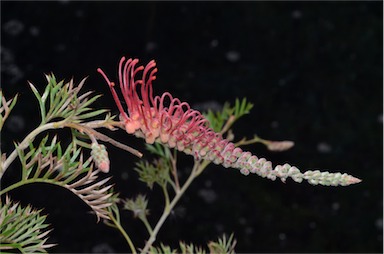 APII jpeg image of Grevillea 'Droopy Drawers'  © contact APII