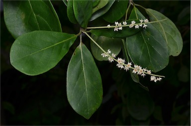 APII jpeg image of Terminalia muelleri  © contact APII