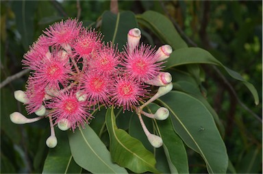 APII jpeg image of Corymbia ptychocarpa  © contact APII