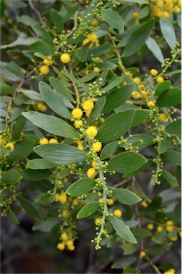 APII jpeg image of Acacia complanata  © contact APII