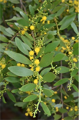 APII jpeg image of Acacia complanata  © contact APII