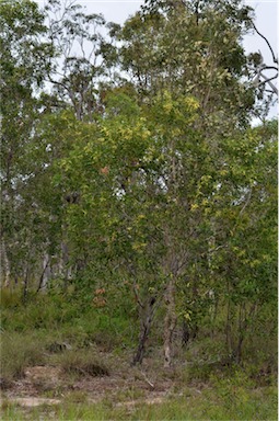 APII jpeg image of Acacia leptocarpa  © contact APII