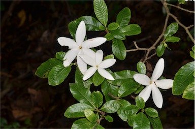 APII jpeg image of Gardenia scabrella  © contact APII