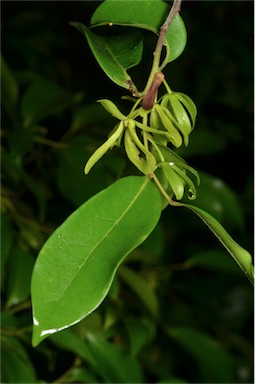 APII jpeg image of Huberantha nitidissima  © contact APII