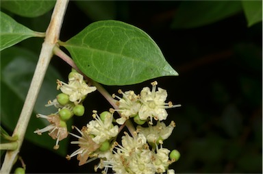 APII jpeg image of Lawsonia inermis  © contact APII