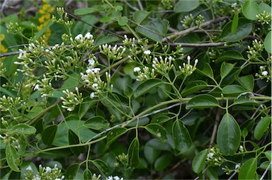 APII jpeg image of Jasminum didymum subsp. didymum  © contact APII