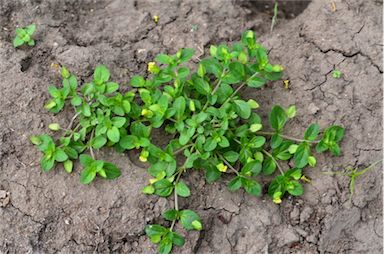 APII jpeg image of Mecardonia procumbens  © contact APII