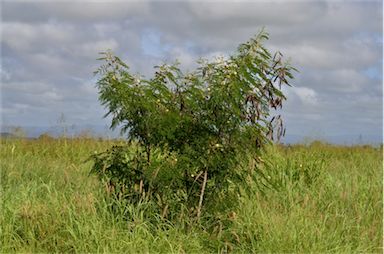 APII jpeg image of Leucaena leucocephala  © contact APII