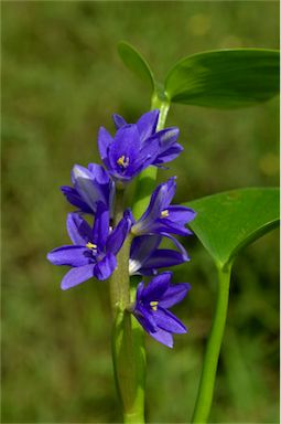 APII jpeg image of Pontederia cyanea  © contact APII