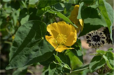 APII jpeg image of Abutilon indicum subsp. albescens  © contact APII