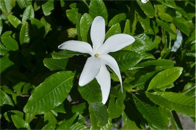 APII jpeg image of Gardenia psidioides  © contact APII