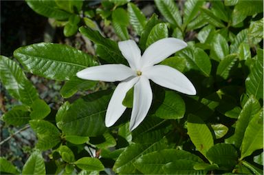 APII jpeg image of Gardenia psidioides  © contact APII