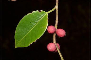 APII jpeg image of Ficus benjamina  © contact APII
