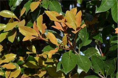 APII jpeg image of Pittosporum venulosum  © contact APII