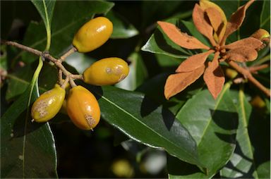 APII jpeg image of Pittosporum venulosum  © contact APII