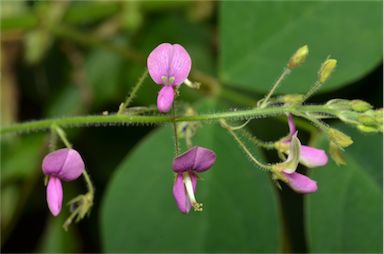 APII jpeg image of Desmodium tortuosum  © contact APII