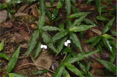 APII jpeg image of Aneilema acuminatum  © contact APII