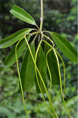 APII jpeg image of Alstonia scholaris  © contact APII