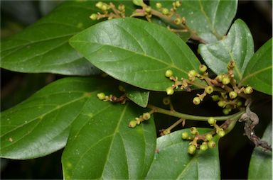 APII jpeg image of Endiandra muelleri subsp. bracteata  © contact APII